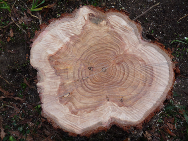 Bois rouge d'où son nom de redwood aux États-Unis. Agrandir dans une nouvelle fenêtre (ou onglet)